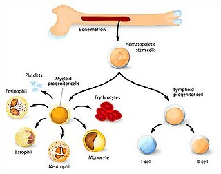 Pompa peristaltica miniaturizzata per bioreattore per l'espansione di cellule staminali emopoietiche in microgravità