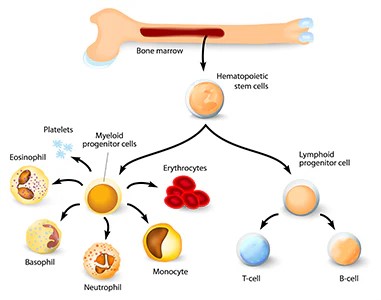 Pompa peristaltica miniaturizzata per bioreattore per l'espansione di cellule staminali emopoietiche in microgravità