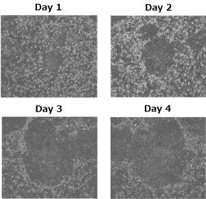 PCME-System hiPSC (human induced pluripotent stem cells)